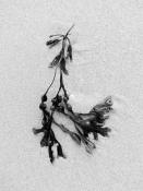 blaaswier (fucus vesiculosus) 9-2014 3954-